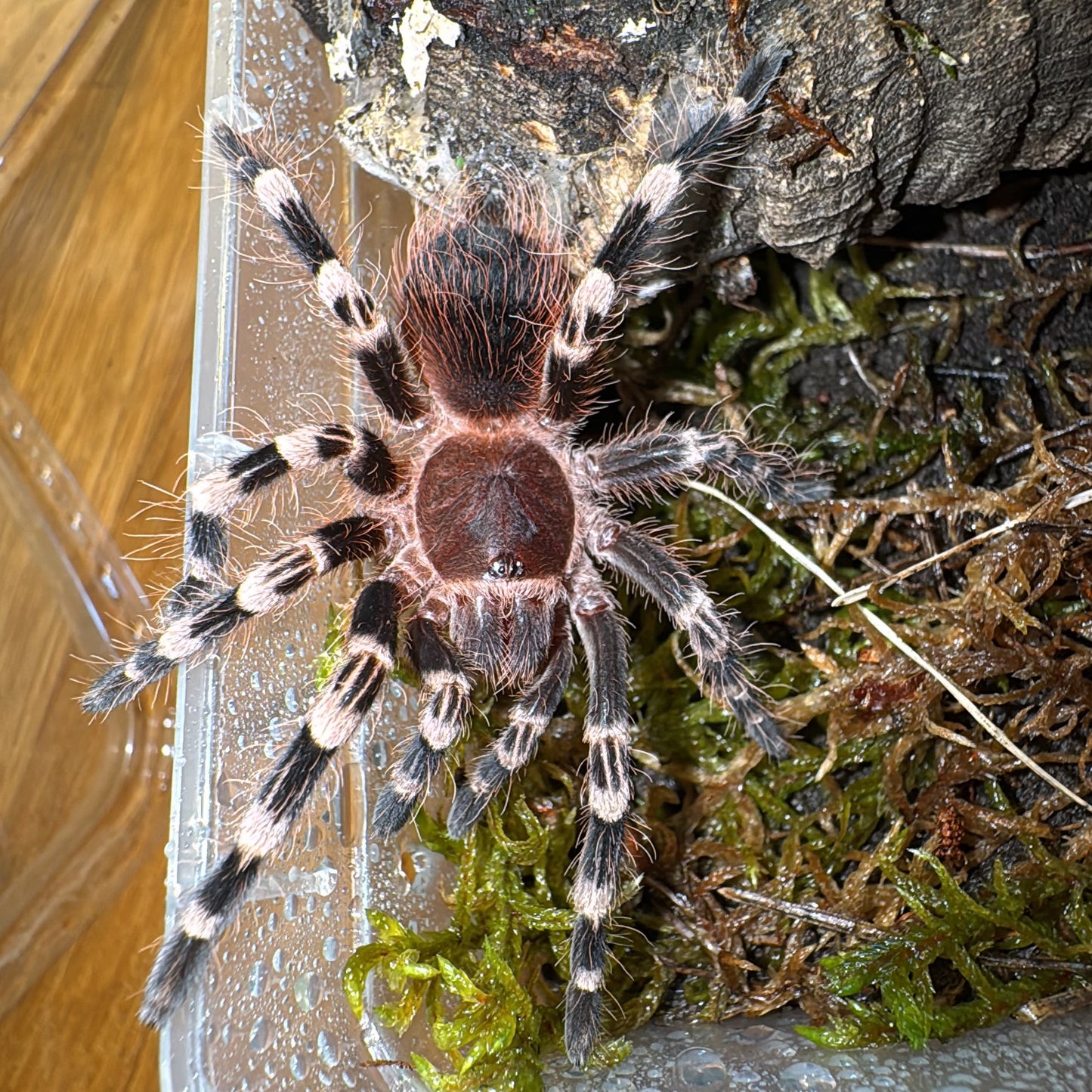 Acanthoscurria geniculata