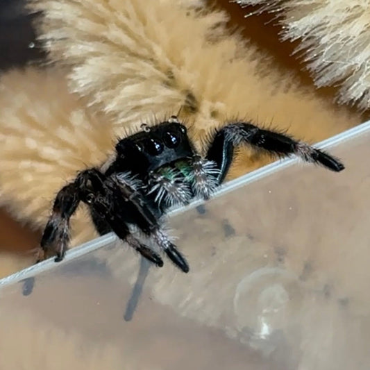 Phidippus regius Bahamas junges Männchen