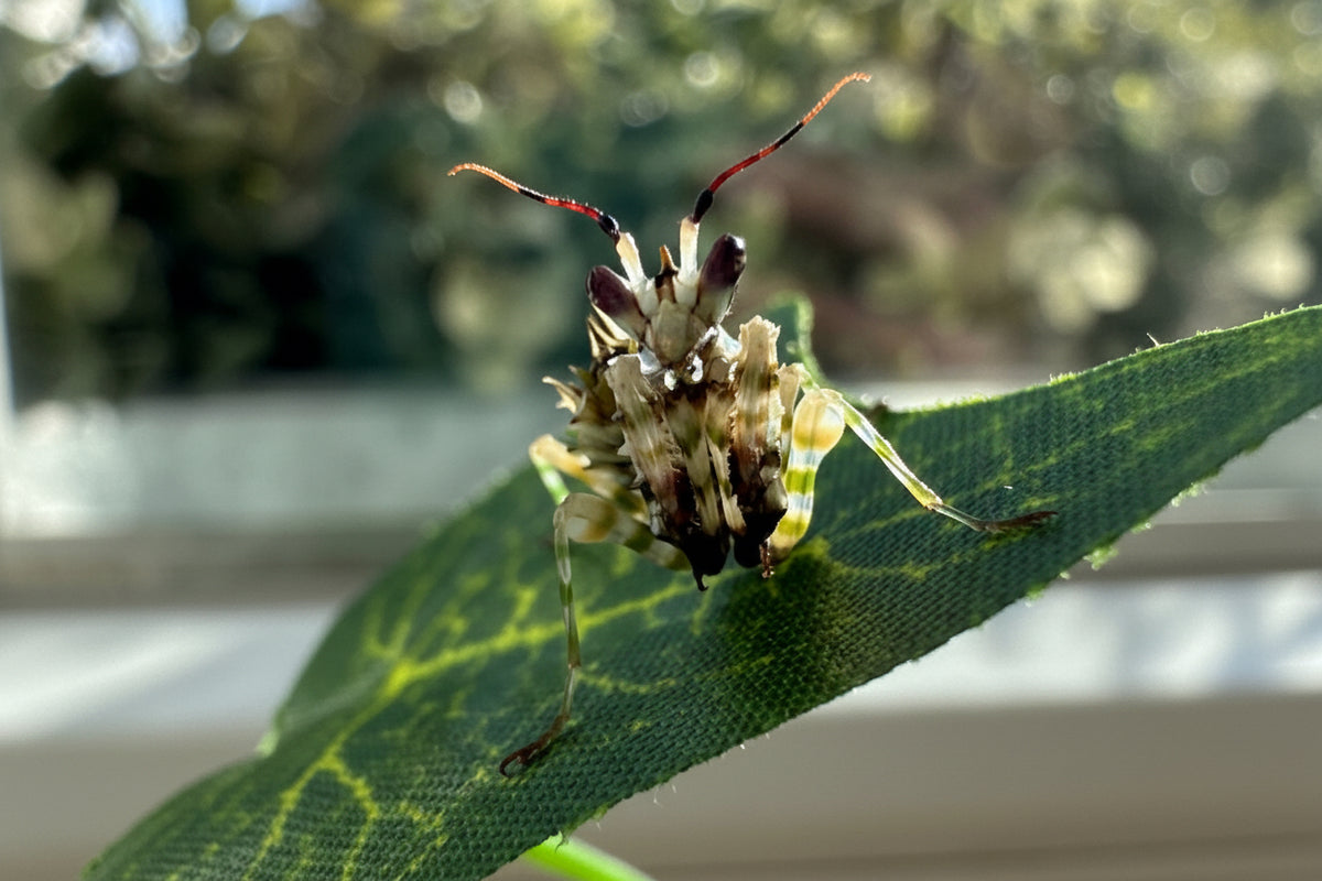 Gottesanbeterin pseudocreobotra wahlbergii Afrikanische Blütenmantis
