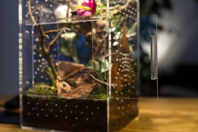 Springspinnen Starterset Komplettset Classico Nahaufnahme