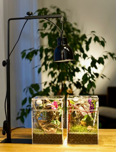 Springspinnen Starterset Komplettset Classico 2 Stück mit Lampe und Lampenständer