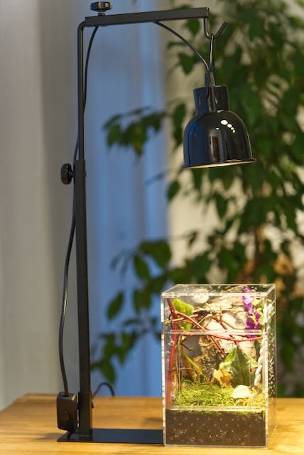 Springspinnen Starterset Komplettset Classico mit Lampe und Lampenständer