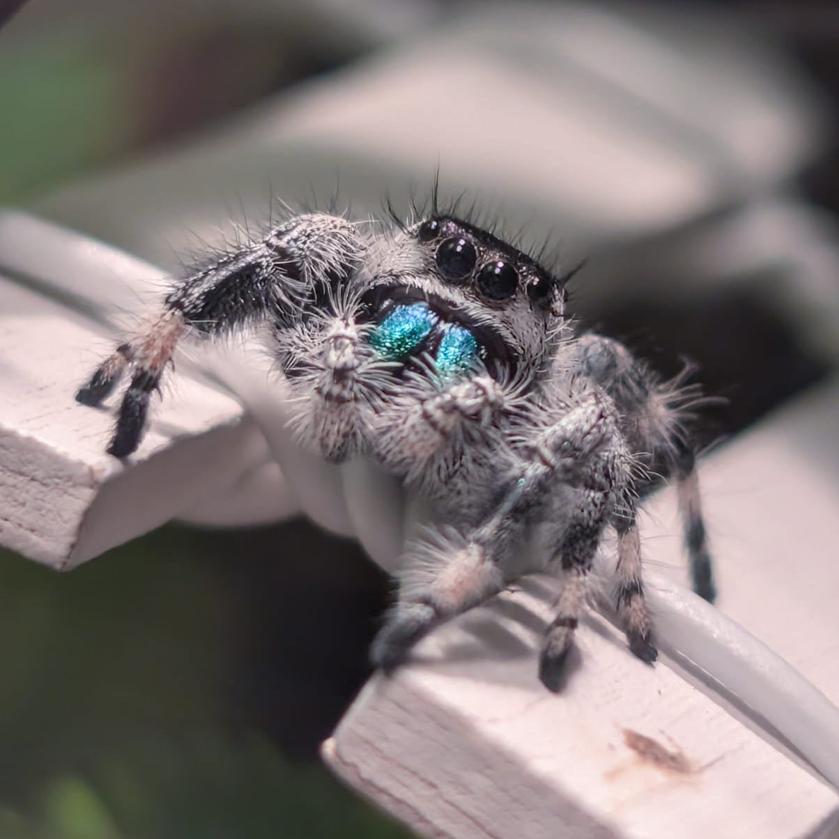 Phidippus regius Apalachicola Männchen mit außergewöhnlicher Farbgebung
