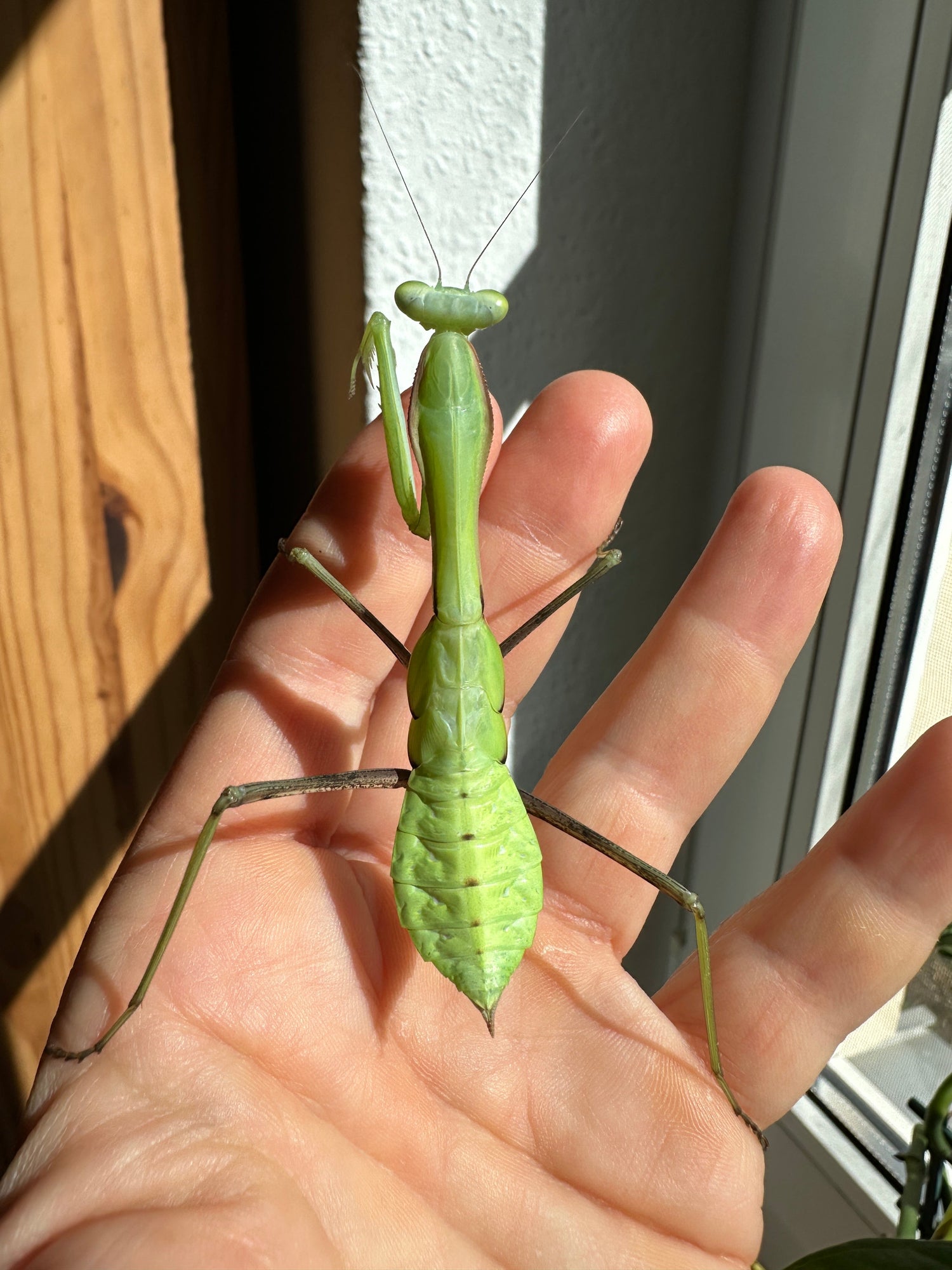 Hierodula membranacea