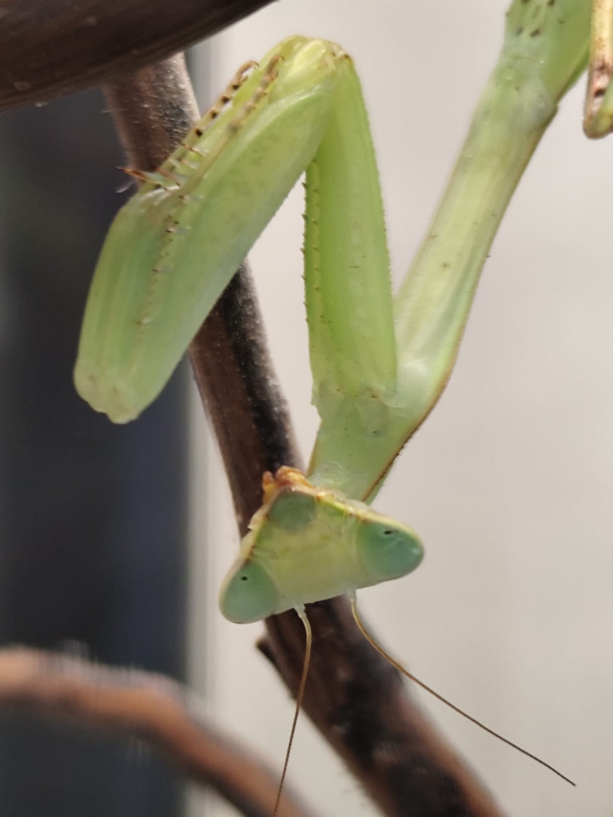 Gottesanbeterin Hierodula membranacea / Indische Riesengottesanbeterin