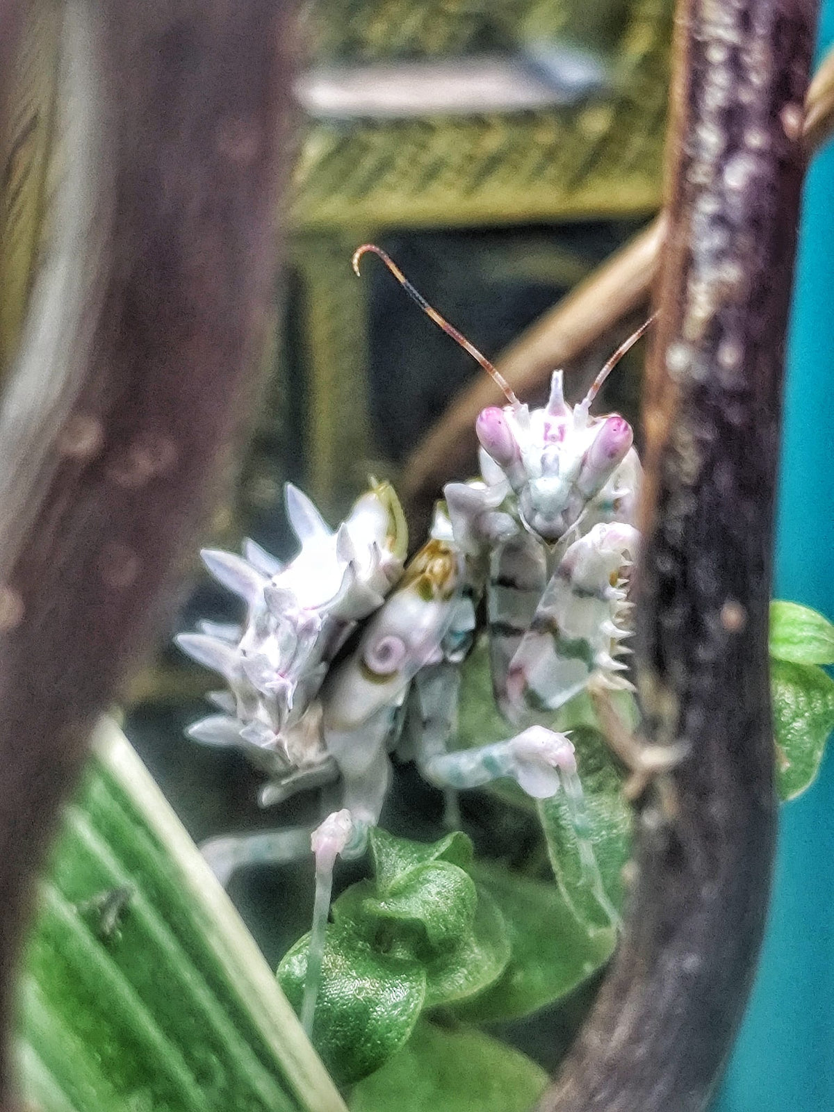 Gottesanbeterin Pseudocreobotra wahlbergii / Afrikanische Blütenmantis