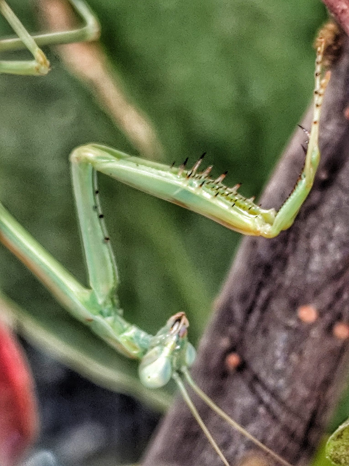 Gottesanbeterin Omomantis zebrata / Zebra-Gottesanbeterin