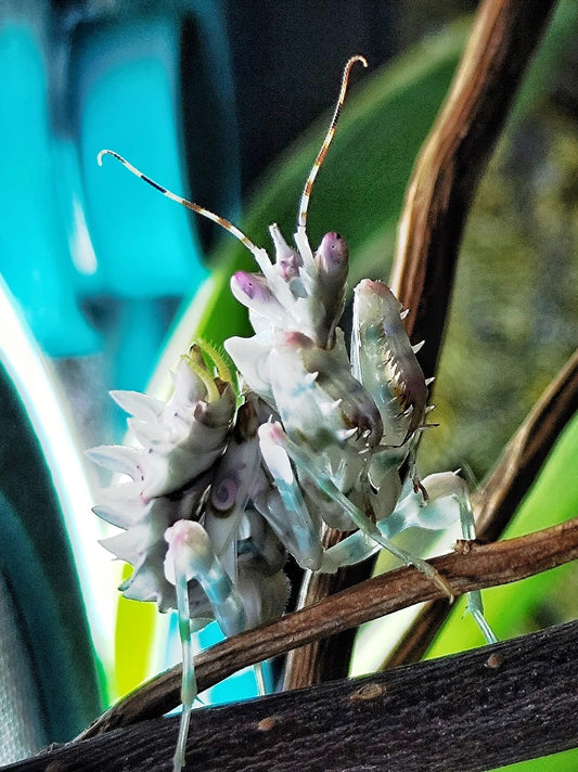Gottesanbeterin Pseudocreobotra wahlbergii / Afrikanische Blütenmantis