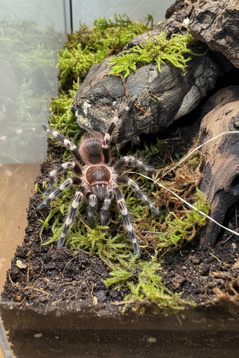 Acanthoscurria geniculata junges Weibchen