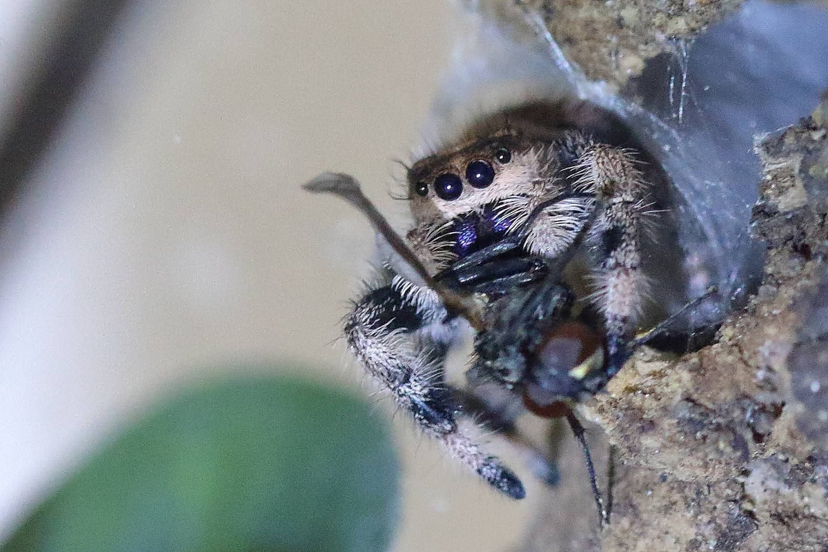 Springspinne Phidippus regius Nord Florida