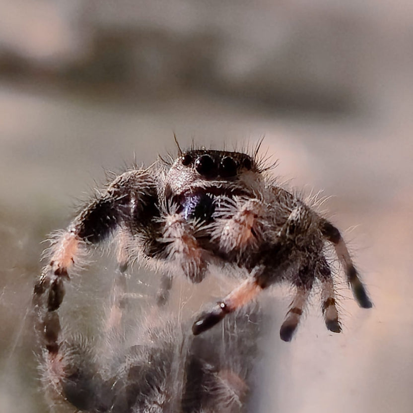 Phidippus regius White Bahamas junges Weibchen