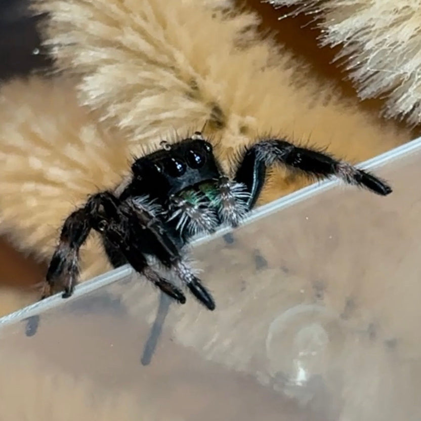 Phidippus regius Bahamas junges Männchen