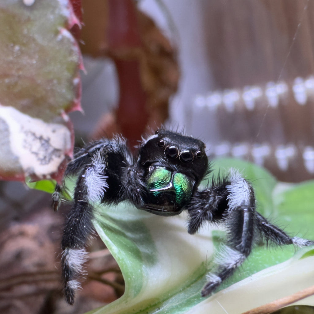 Batman Phidippus regius Nord Florida adultes Männchen