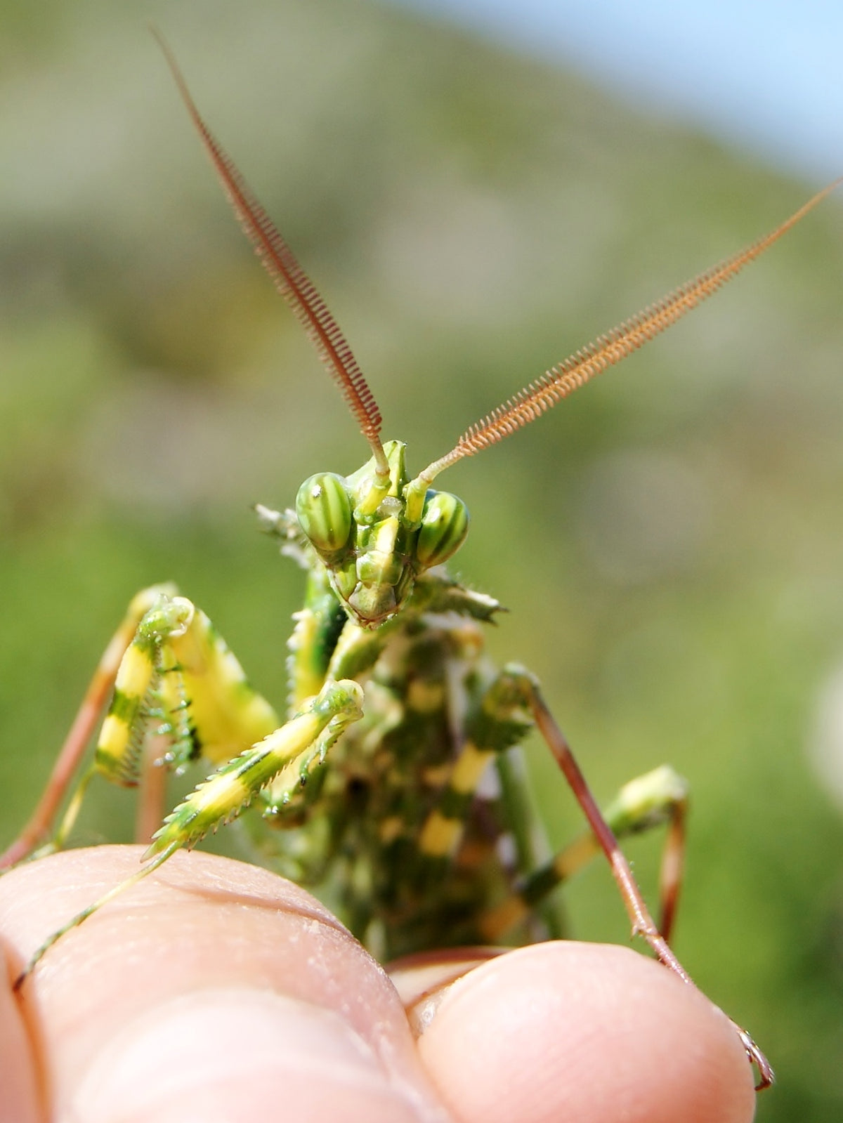 Artenfoto: Nasser Halaweh, CC BY 4.0 (https://creativecommons.org/licenses/by/4.0/); Quelle: https://commons.wikimedia.org/wiki/File:Blepharopsis_mendica_28618379.jpeg. Unverändert verwendet.