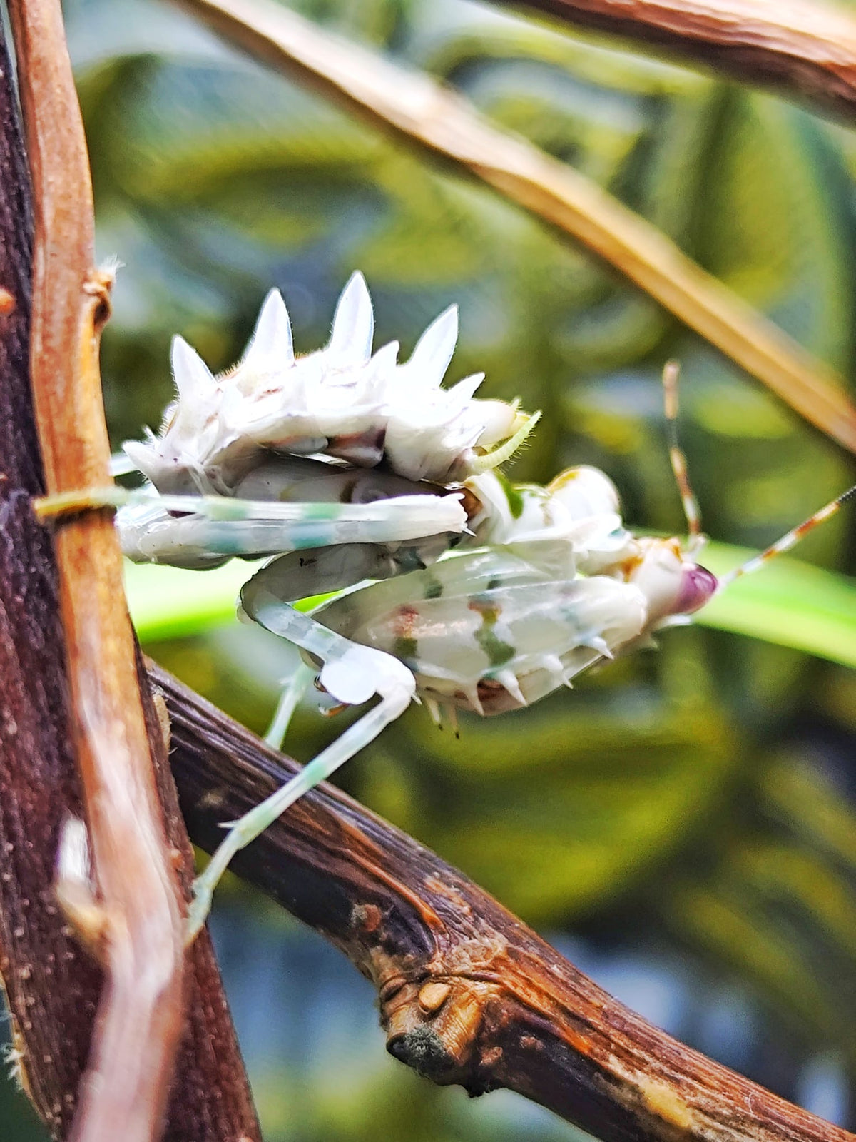 Gottesanbeterin Pseudocreobotra wahlbergii / Afrikanische Blütenmantis