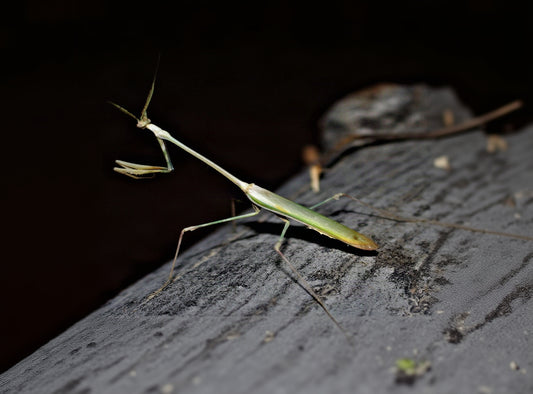 Foto: Z. Mirzaee / Mirzaee & Sadeghi (2020), CC BY 4.0 (https://creativecommons.org/licenses/by/4.0/). Quelle: https://commons.wikimedia.org/wiki/File:Empusa_hedenborgii_Lorestan.jpg. Unverändert verwendet.