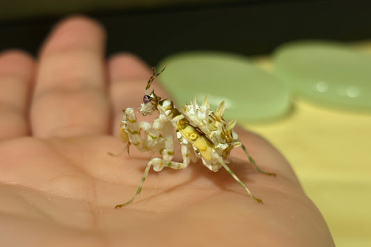 Gottesanbeterin pseudocreobotra wahlbergii Afrikanische Blütenmantis