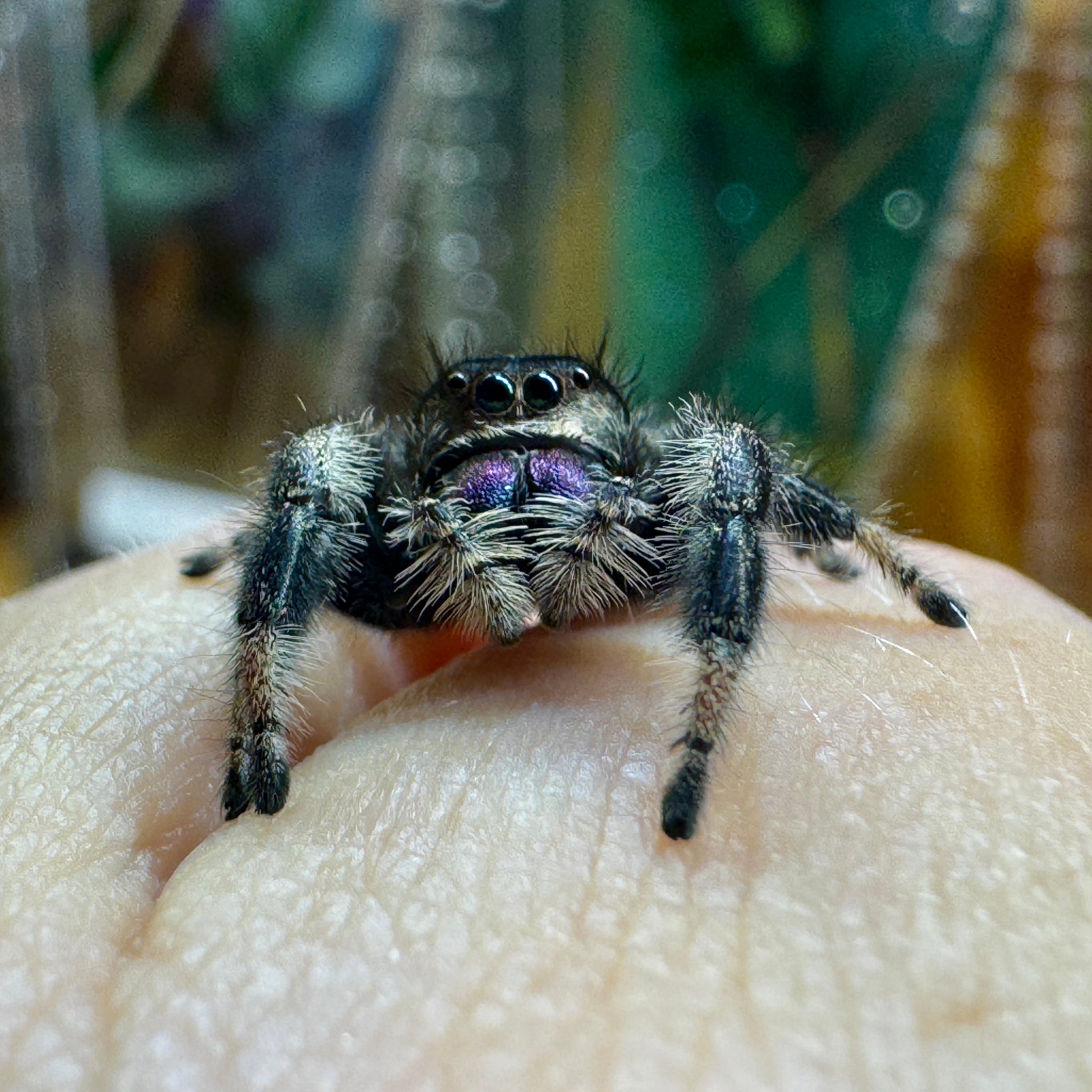 Hera_Phidippus_regius_Nord_Florida_adult_female