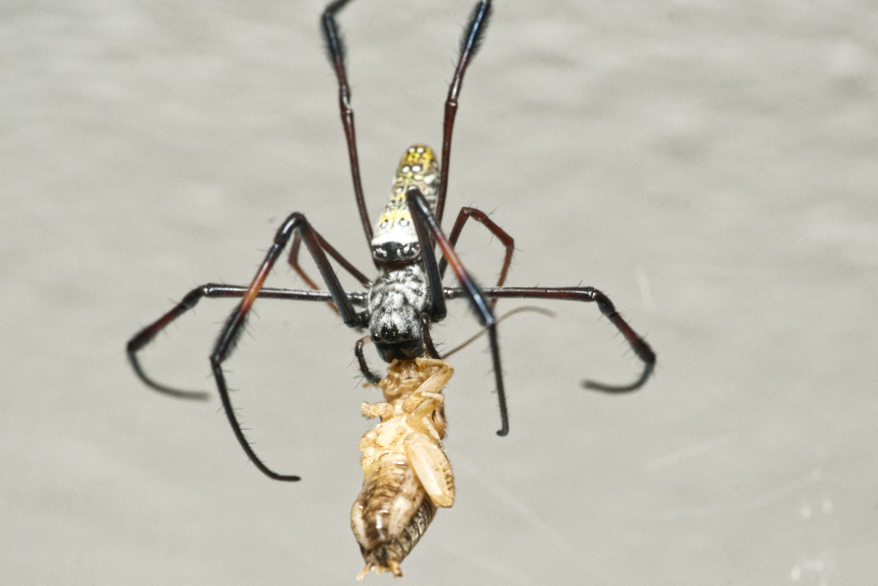 Seidenspinne Golden Orb Weaver Nephila spec Tanzania Weibchen