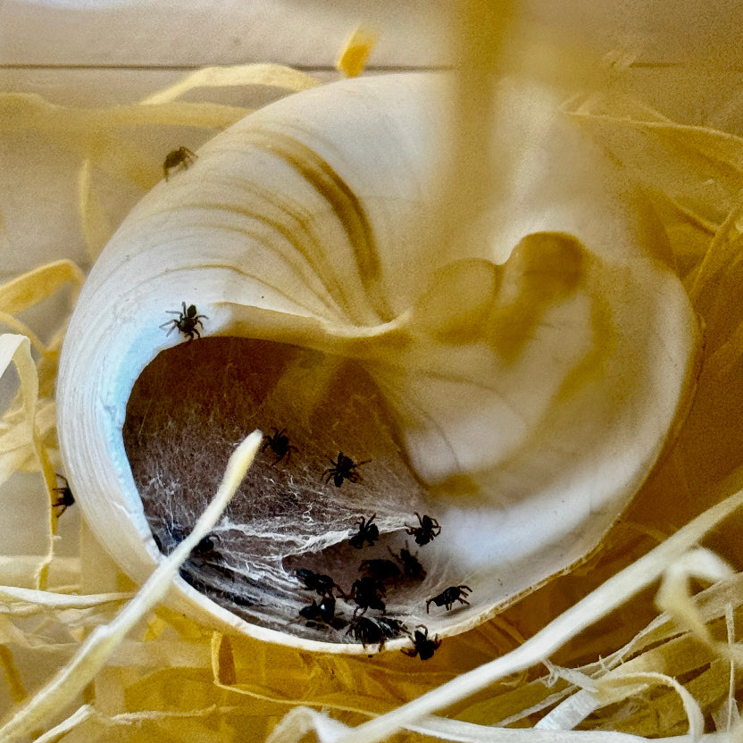 Phidippus regius Nord Florida Babies