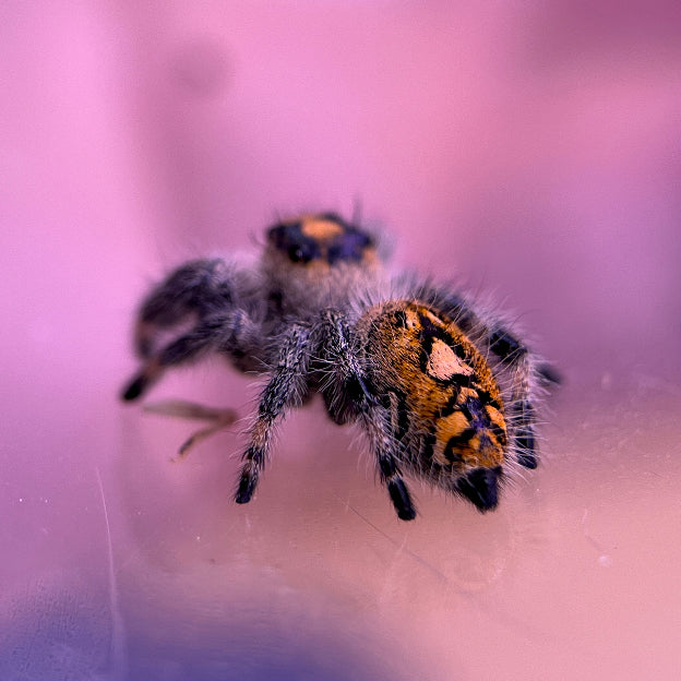 Phidippus regius Nord Florida weibchen