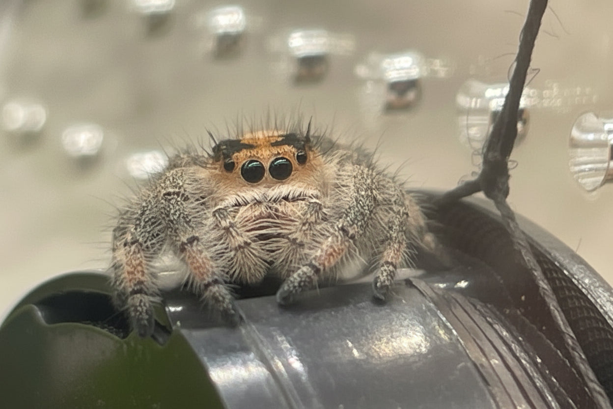 Phidippus regius Nord Florida weibchen