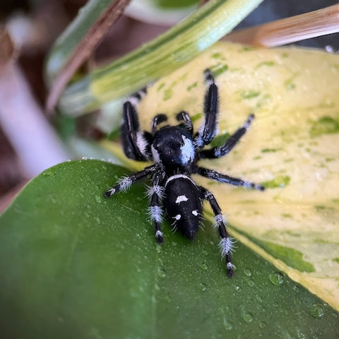 Springspinne Phidippus regius Bahamas