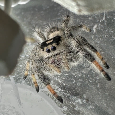 Springspinne Phidippus regius Bahamas