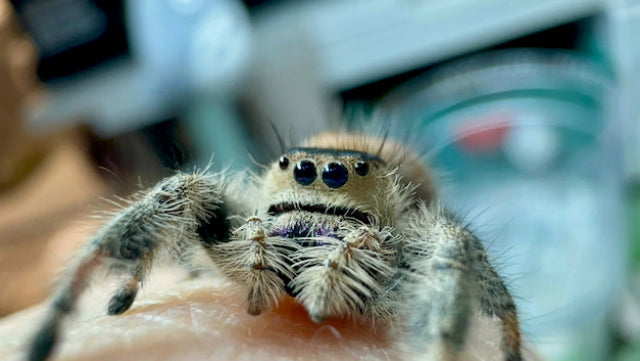 Springspinne Phidippus regius Bahamas