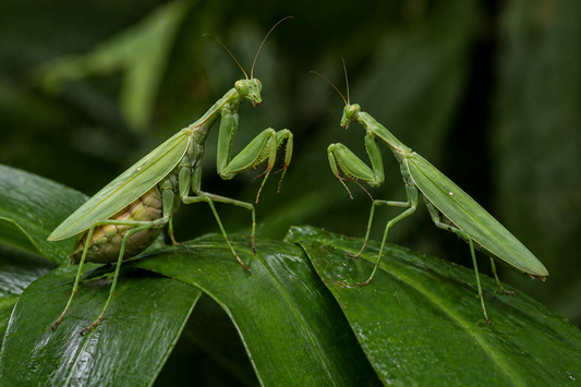 Hierodula memranaca - indische Riesengottesnbeterin, männlich und weiblich 