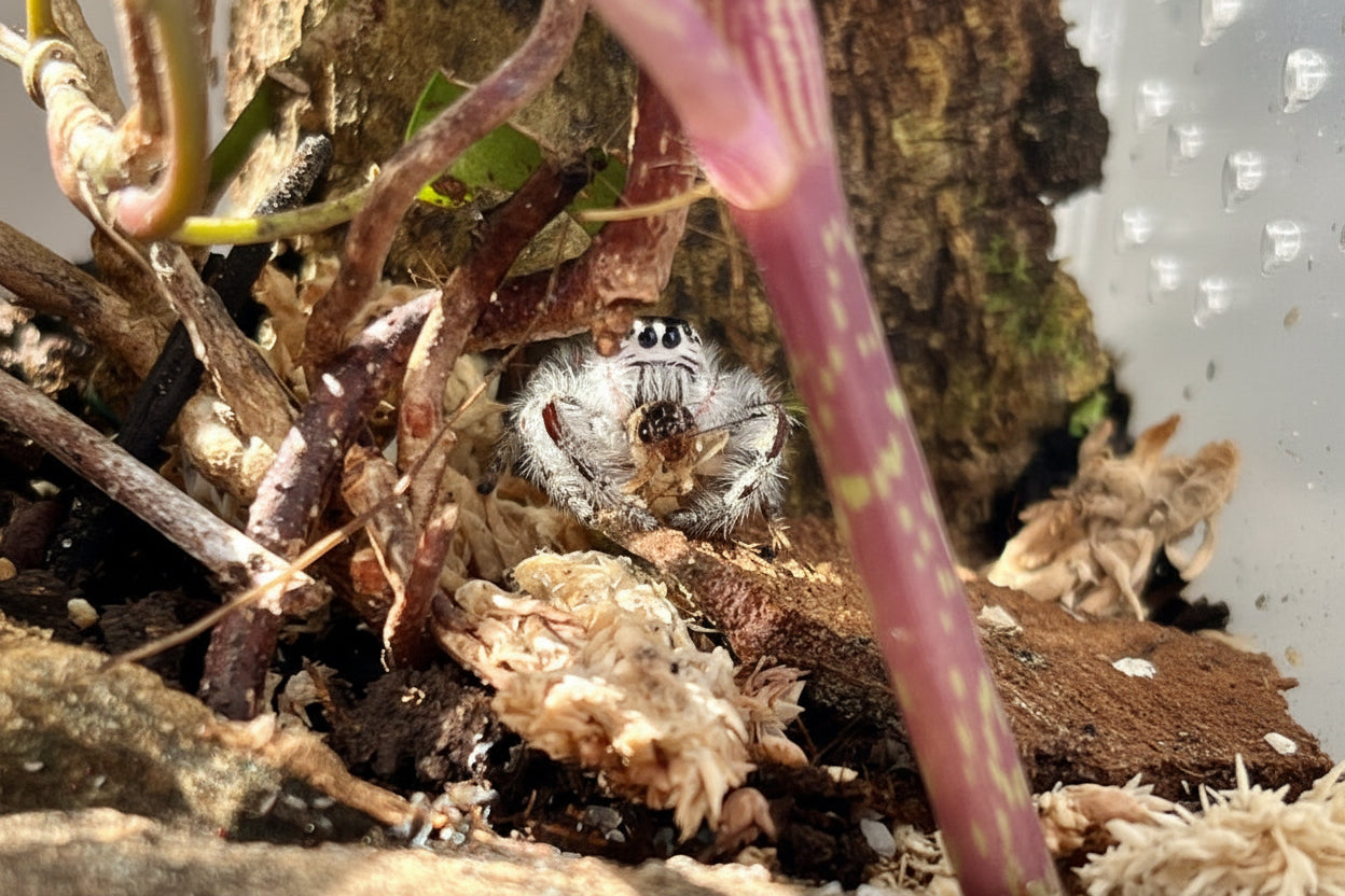 Hyllus diardi Springspinne aus Asien adultes Weibchen