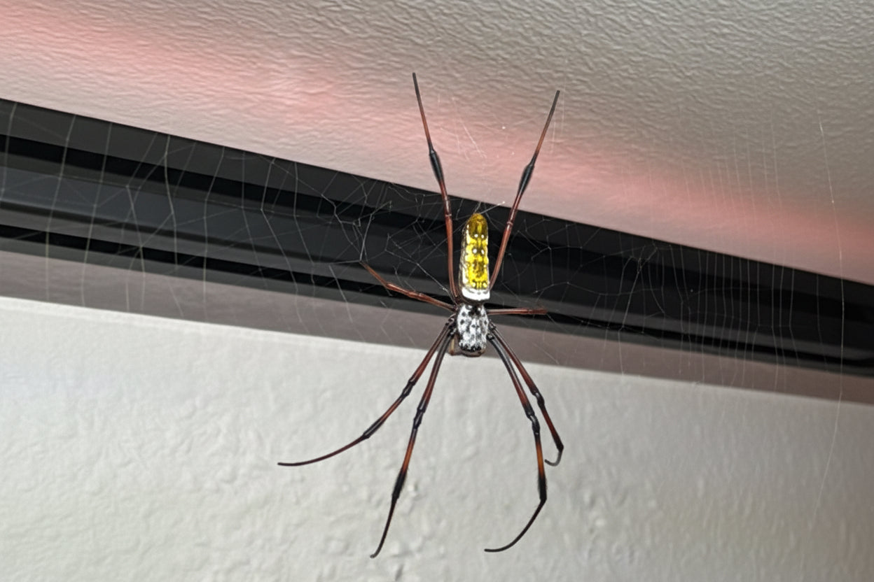 Seidenspinne Golden Orb Weaver Nephila spec Tanzania Weibchen