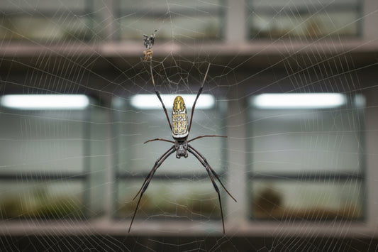 Seidenspinne Golden Orb Weaver Nephila spec Tanzania Weibchen