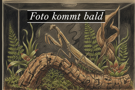 Omomantis zebata – Foto kommt bald
