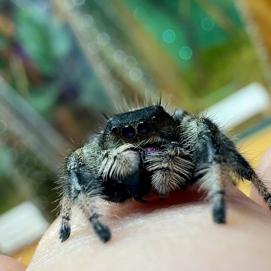Hera_Phidippus_regius_Nord_Florida_adult_female