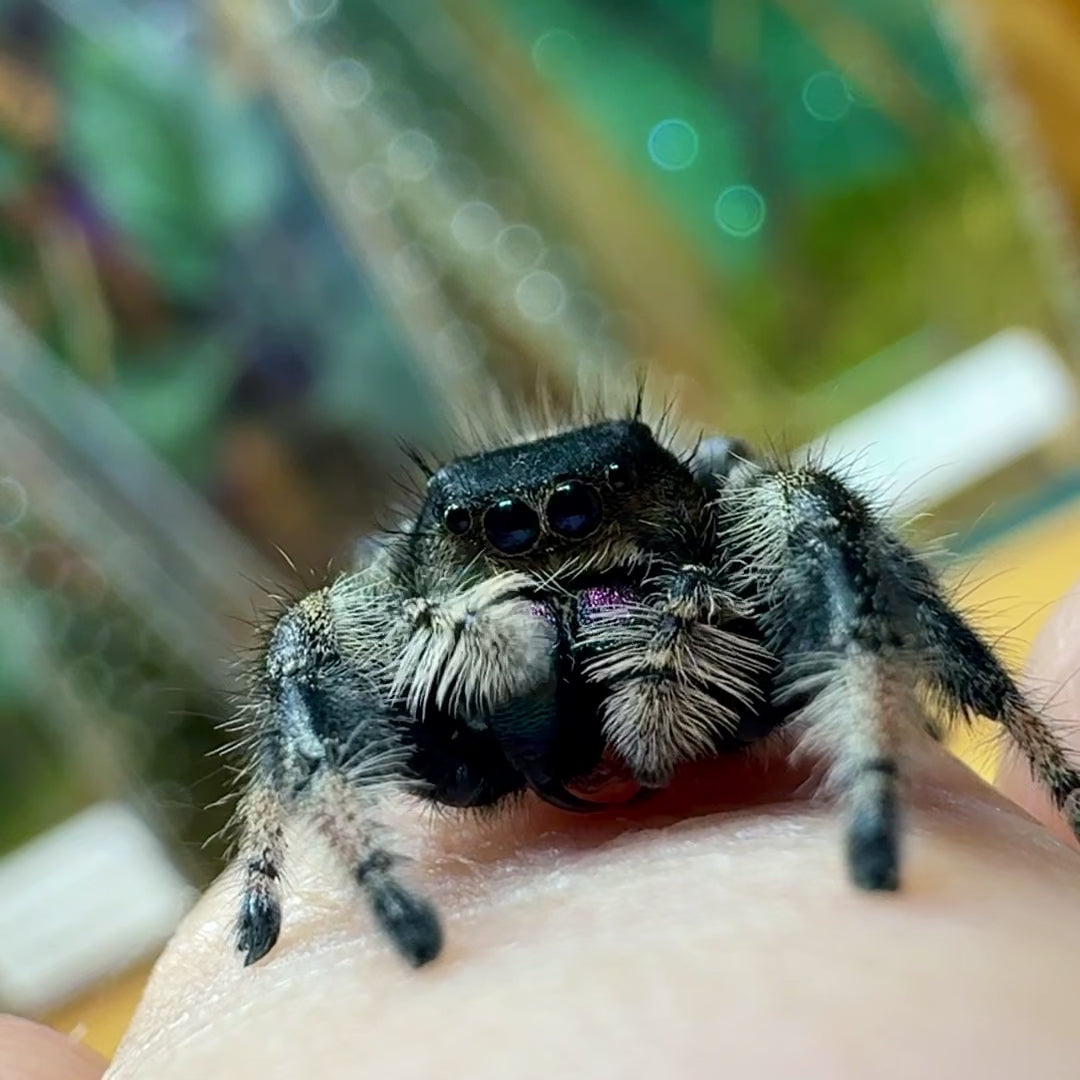 Hera_Phidippus_regius_Nord_Florida_adult_female
