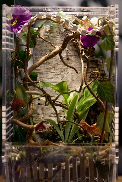 springspinnen Starterset Komplettset Elegante Blick ins Terrarium